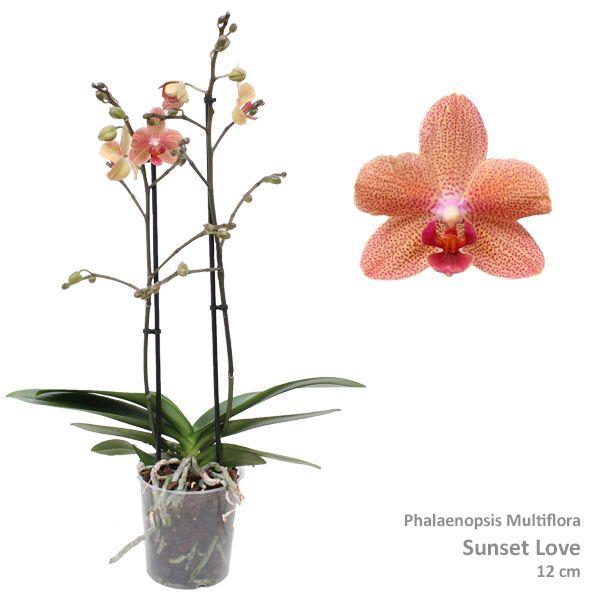 <h4>Phal. Multiflora "Sunset Love" 2-tak</h4>