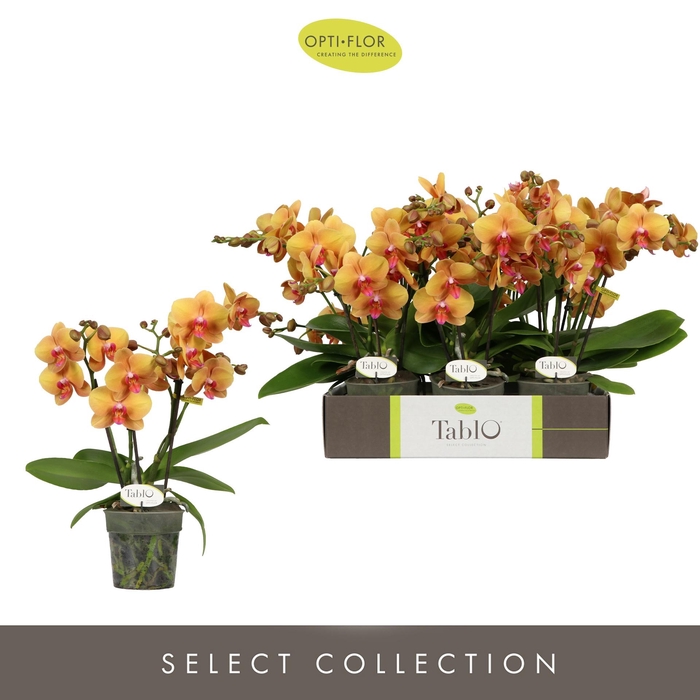 <h4>PHAL OPTI TABLO AMARETTO 3 SPIKE</h4>