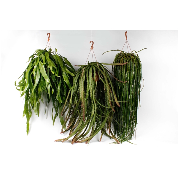 Rhipsalis Epiphyllum hang mix