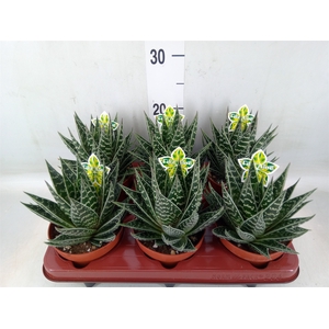 Aloe aristata 'Tiki Tahi'