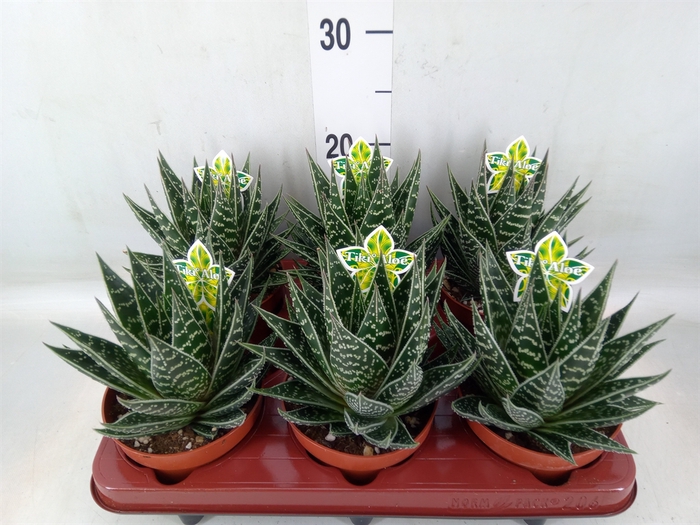 <h4>Aloe aristata 'Tiki Tahi'</h4>