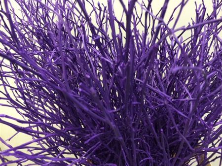 Heidelbeer Purple