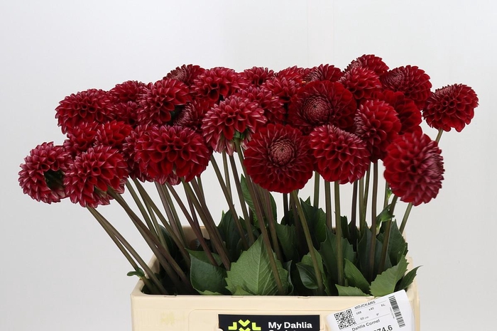 <h4>Dahlia Cornel</h4>