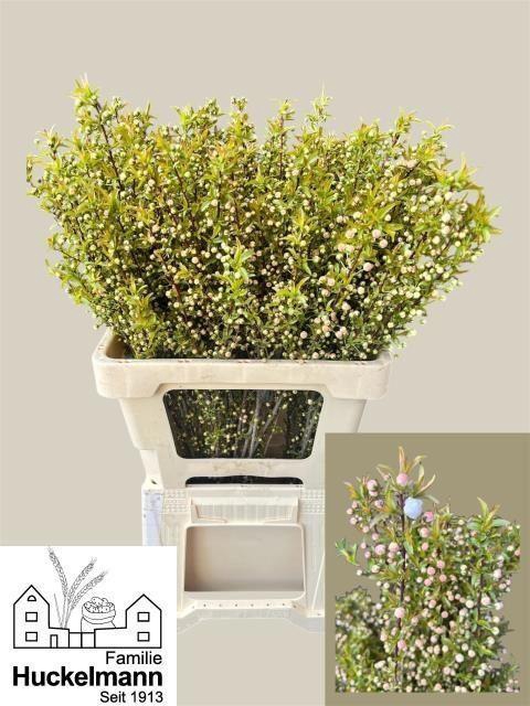 <h4>PRUNUS ALBA PLENA</h4>