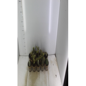 CACTUS VARIADO P11