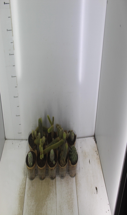 <h4>CACTUS VARIADO P11</h4>