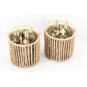 arr4 Narcis JS - Touwmand rond