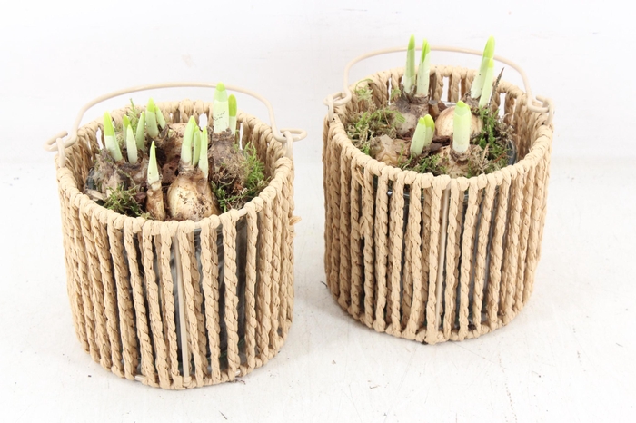 <h4>arr4 Narcis JS - Touwmand rond</h4>