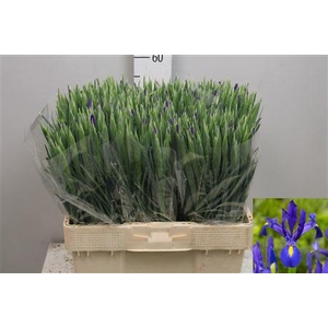 Iris Blue Magic