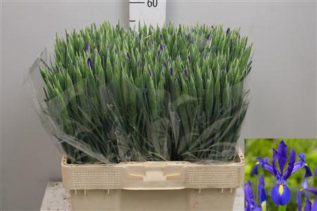 <h4>Iris Blue Magic</h4>