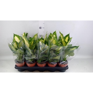 Dieffenbachia  'Camilla'