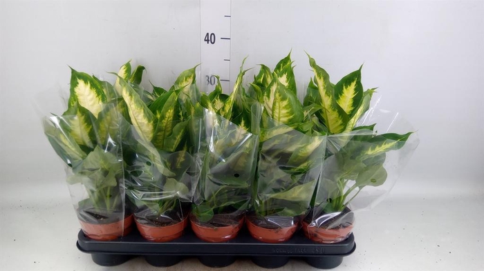 <h4>Dieffenbachia  'Camilla'</h4>