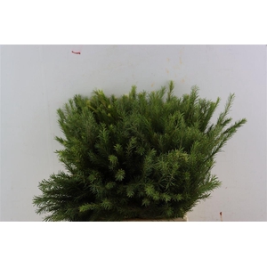 Melaleuca 55cm Per Tak