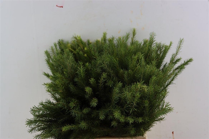 <h4>Melaleuca 55cm Per Tak</h4>