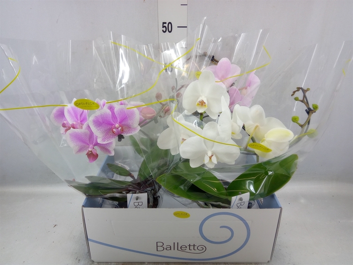 <h4>Phalaenopsis   ...mix  3</h4>