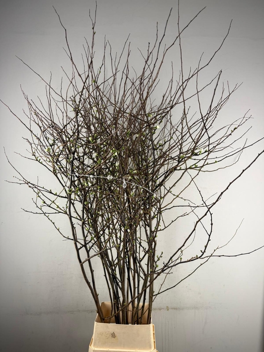 CHAENOMELES 'IVOOR' 160CM