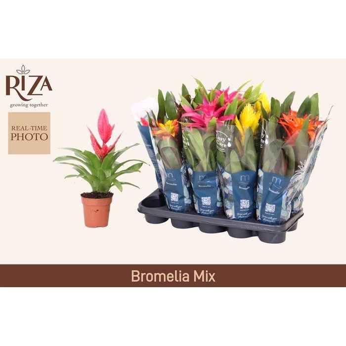 <h4>BROMELIA GEM 6 SRT</h4>