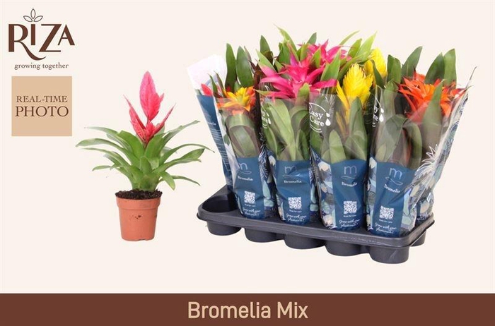<h4>BROMELIA GEM 6 SRT</h4>