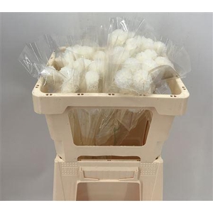 Scabiosa Bleached