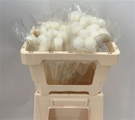 <h4>Scabiosa Bleached</h4>