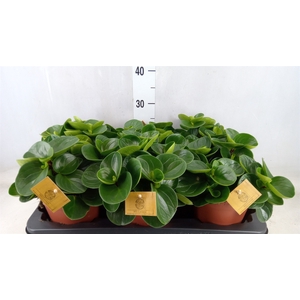 Peperomia obt. 'Red Canyon'
