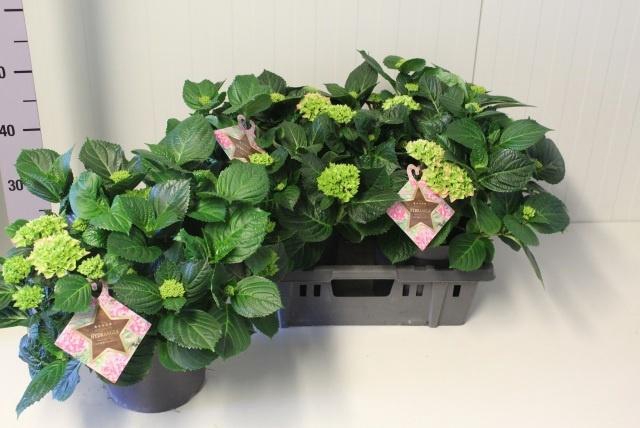 <h4>HYDR M EARLY ROSA</h4>