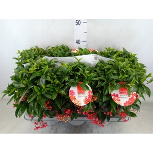 Ardisia crenata 'Bos Premium'
