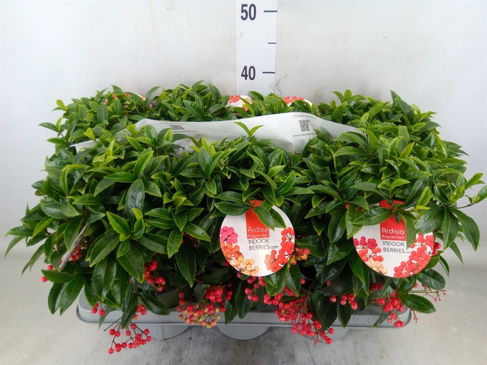 <h4>Ardisia crenata 'Bos Premium'</h4>