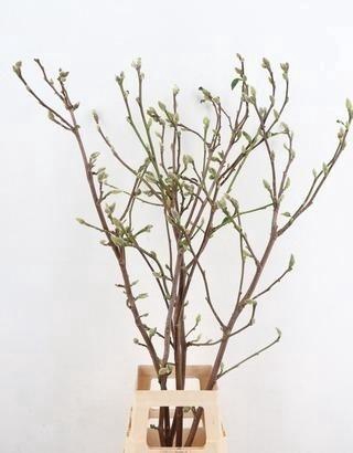 <h4>MAGNOLIA OV</h4>