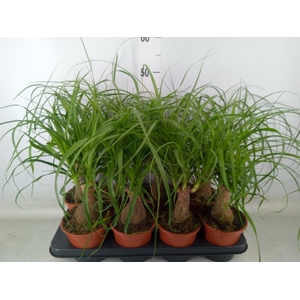 Beaucarnea recurvata