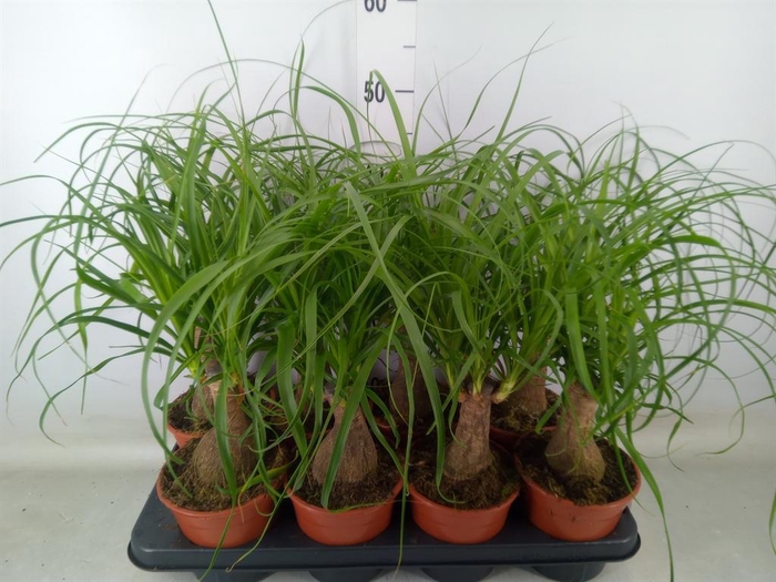 <h4>Beaucarnea recurvata</h4>