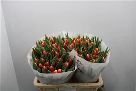 <h4>Tu En Russia</h4>