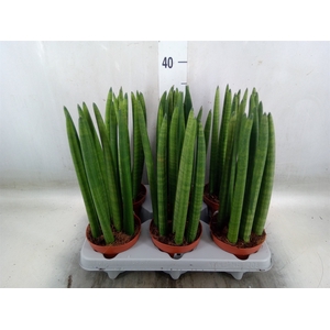 Sansevieria cyl.  ...