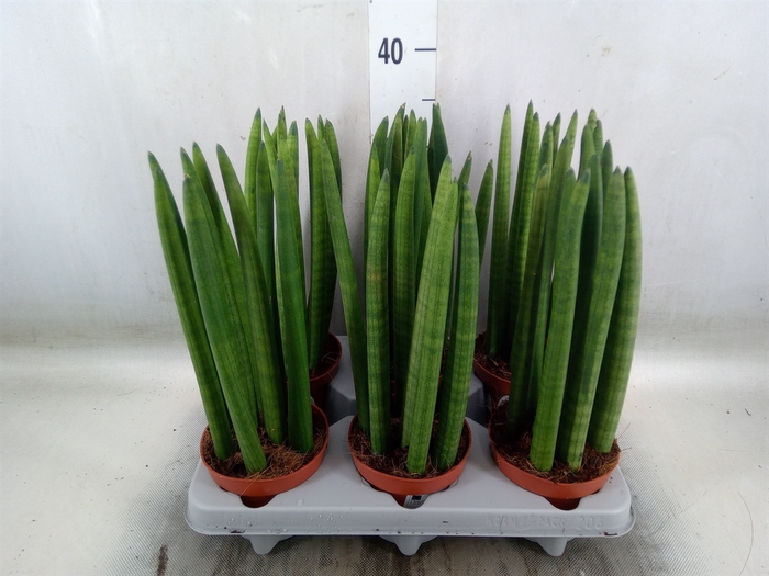 <h4>Sansevieria cyl.  ...</h4>
