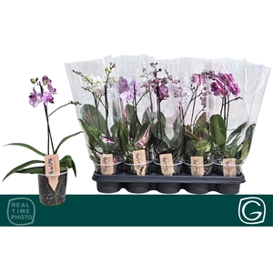 PHAL MF GEM 4 KL