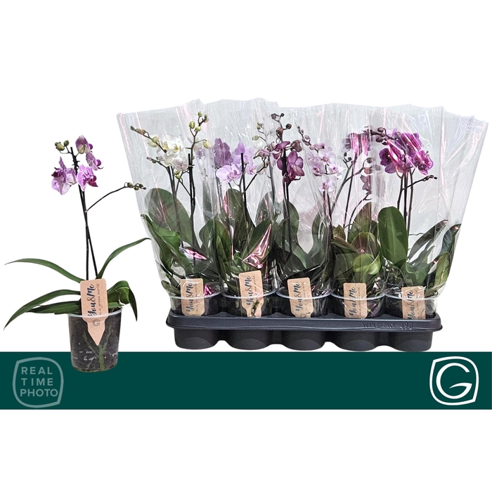 <h4>PHAL MF GEM 4 KL</h4>