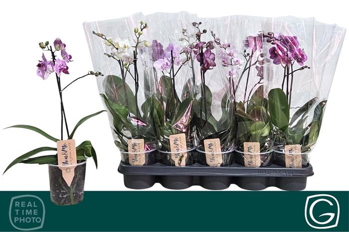 PHAL MF GEM 4 KL