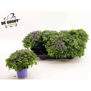 EXACUM BLUE STAR
