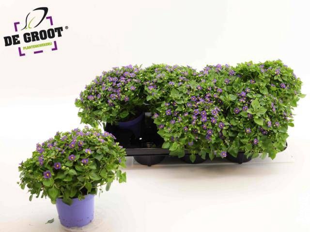 <h4>EXACUM BLUE STAR</h4>