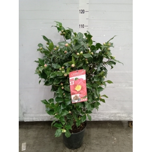 Camellia japonica 'Dr King'