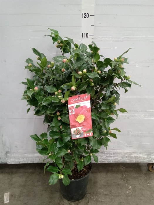 <h4>Camellia japonica 'Dr King'</h4>