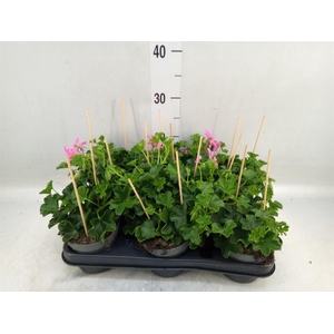 Pelargonium pelt. 'Balkon Lila'