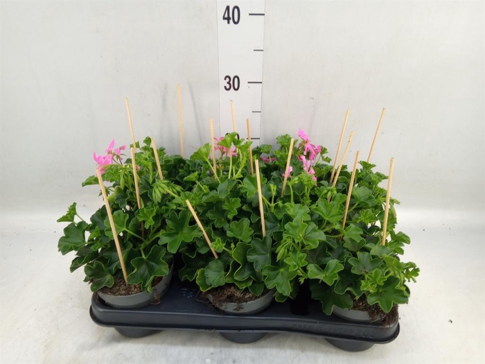 <h4>Pelargonium pelt. 'Balkon Lila'</h4>