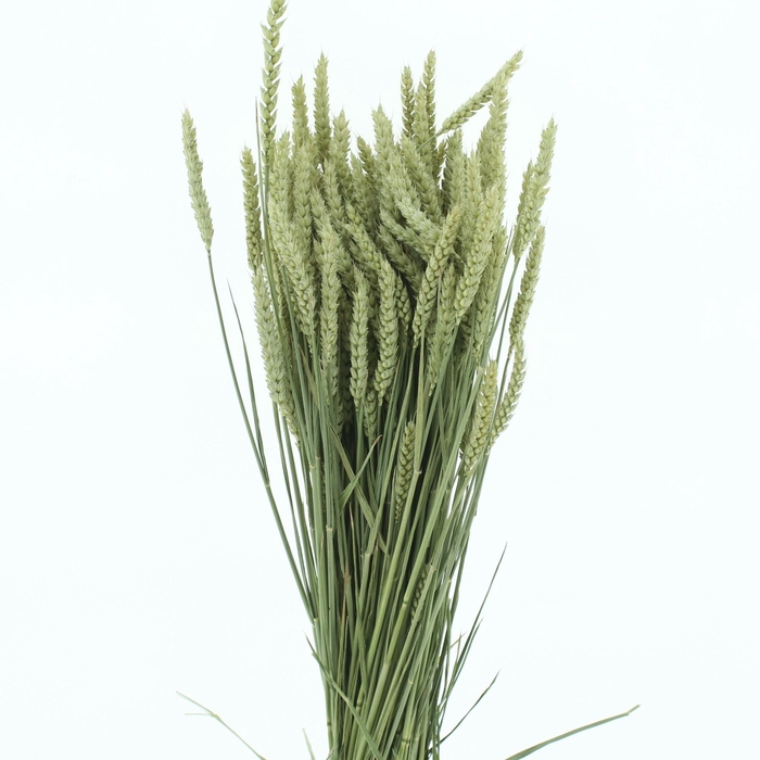 <h4>DROOGBL ONBEWERKT</h4>