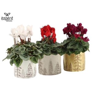 Arrangementen Kerst 6%