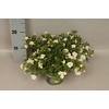 Calibrachoa Double White