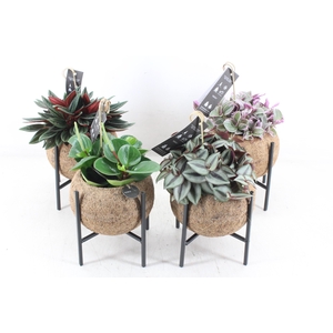 arr3 Kokoplant - Industrial groenmix 8X