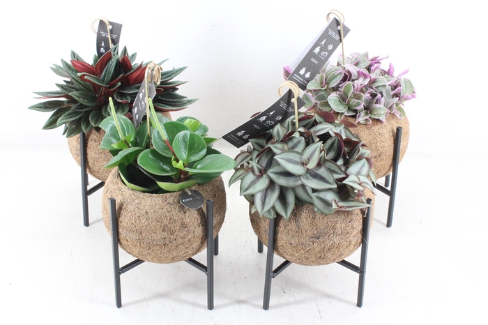 <h4>arr3 Kokoplant - Industrial groenmix 8X</h4>