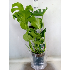 Monstera delic.