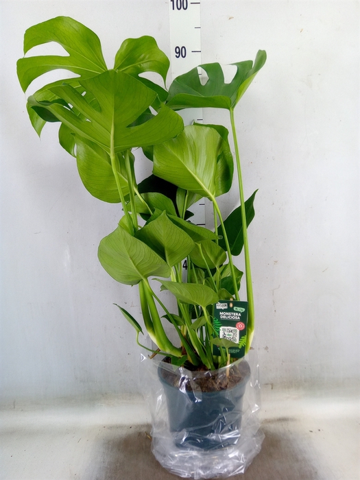 <h4>Monstera delic.</h4>